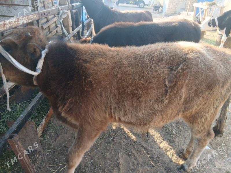 okuzce - Чоганлы - img 2