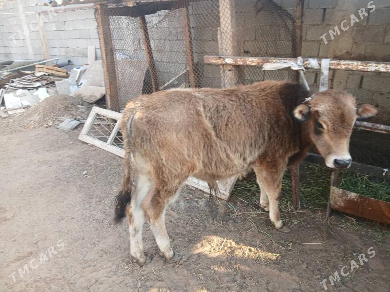 okuzce - Чоганлы - img 3