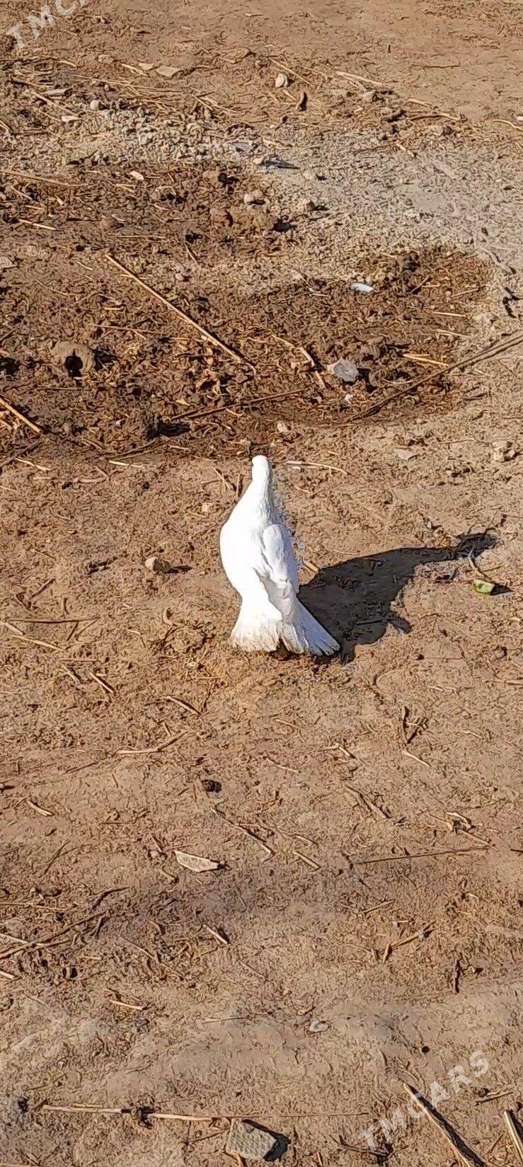 kepderi - Мары - img 4