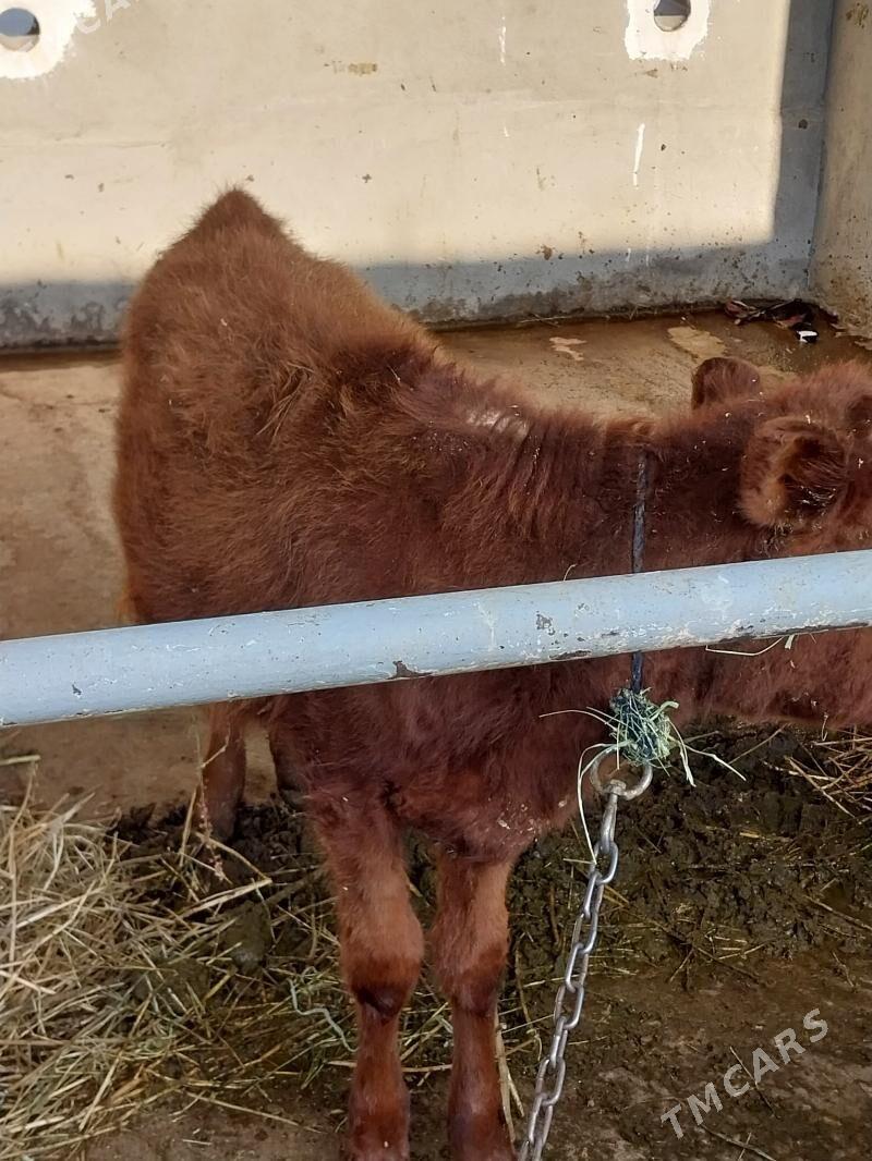 tuwe - Aşgabat - img 4