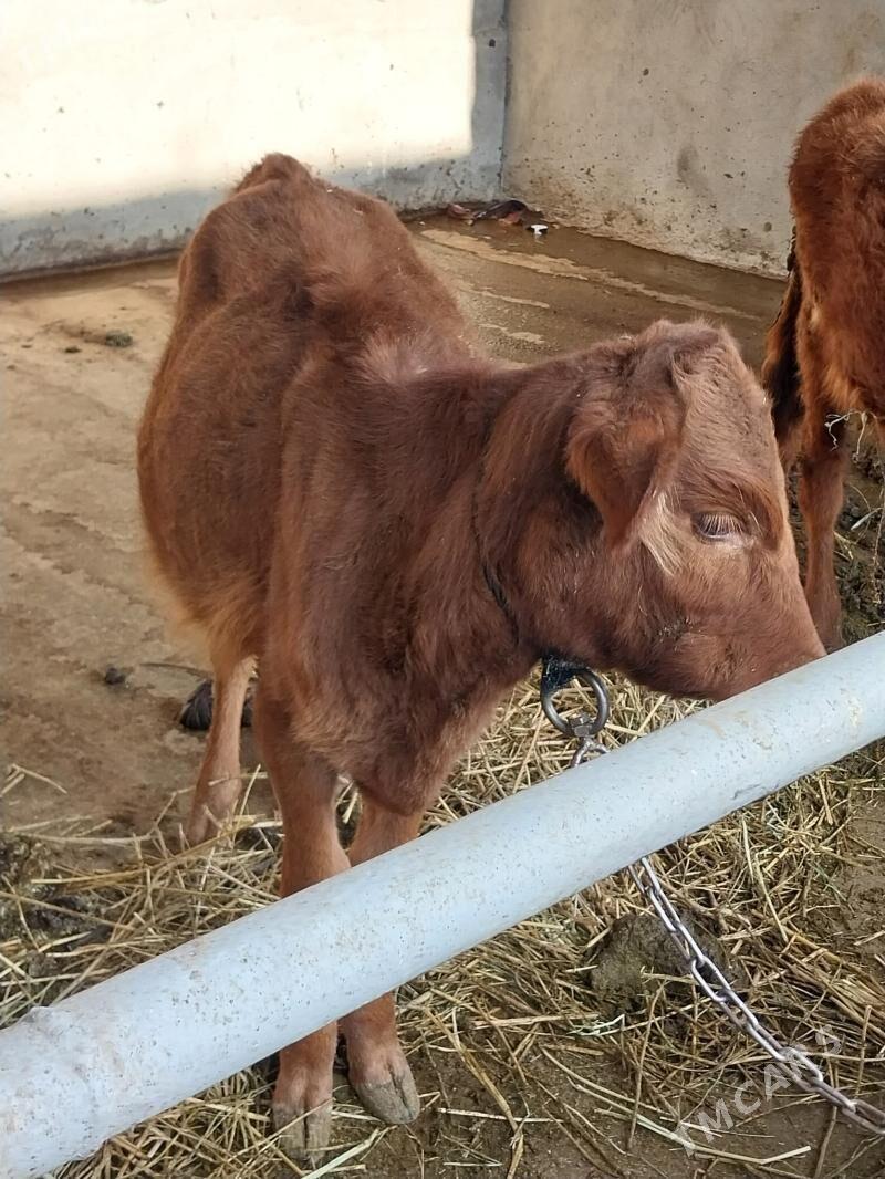 tuwe - Aşgabat - img 2