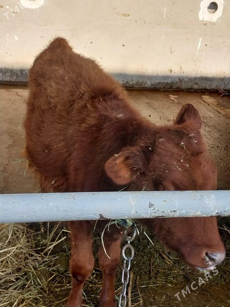 tuwe - Aşgabat - img 3