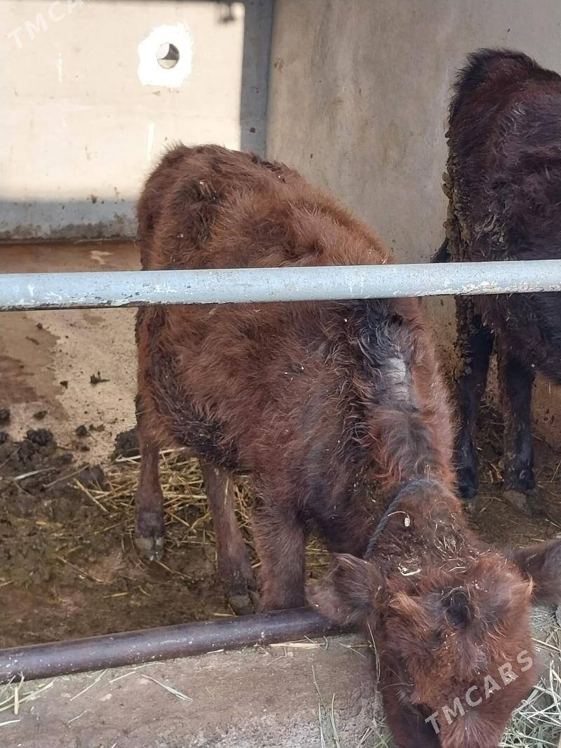 tuwe - Aşgabat - img 6