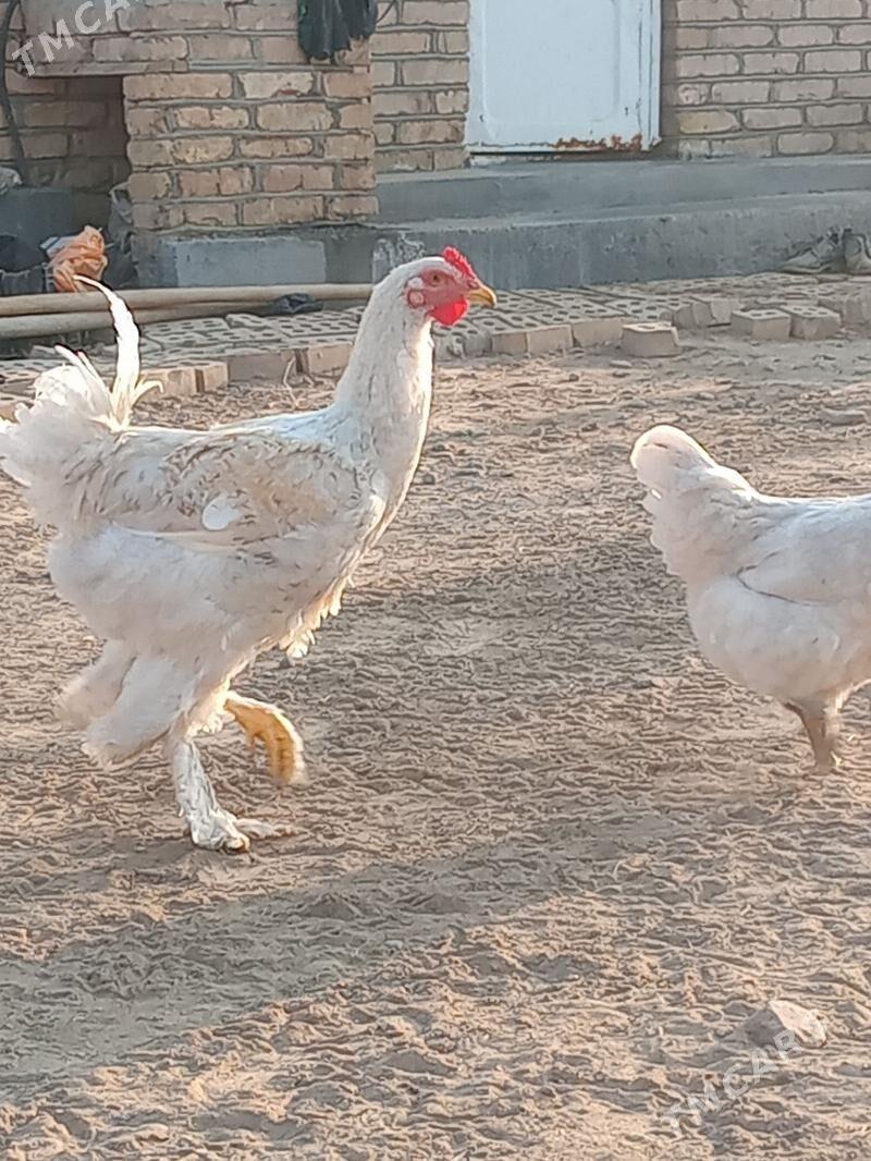 brama gigant jujeler - Sakarçäge - img 4