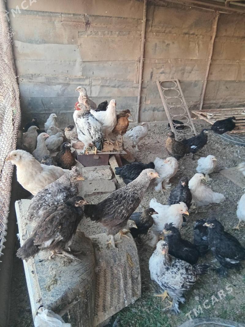 brama gigant jujeler - Sakarçäge - img 2