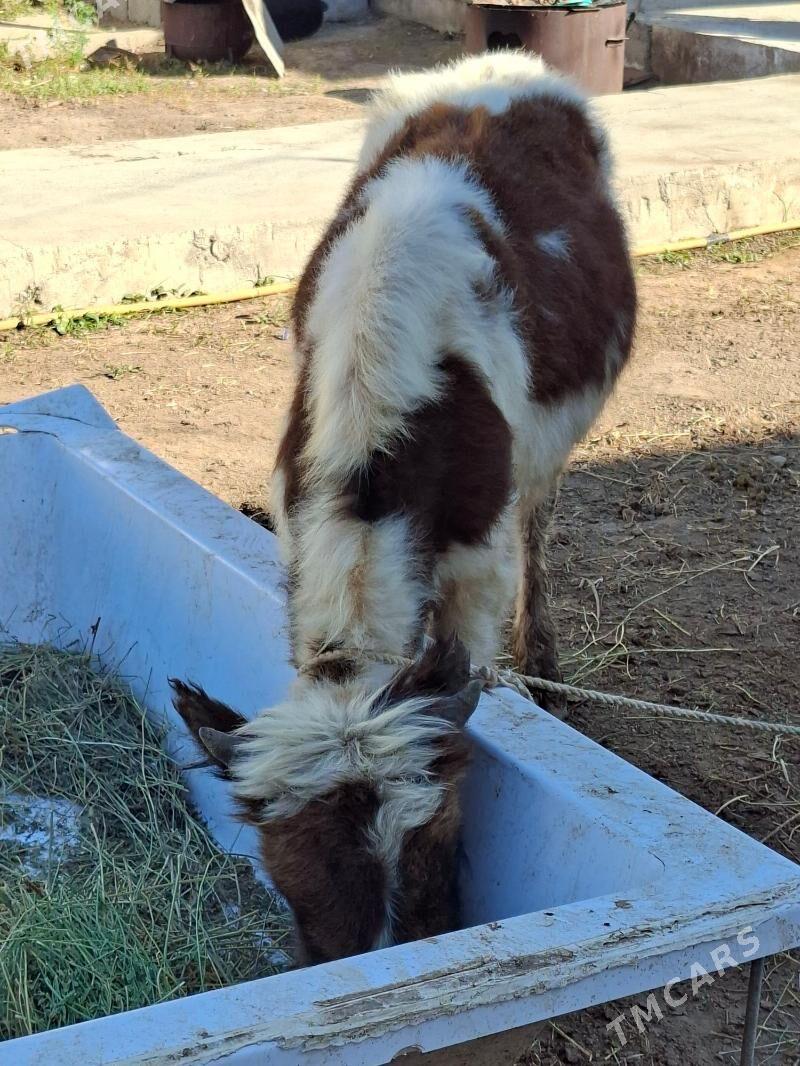 Okuz - Ашхабад - img 6