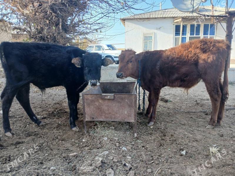 okuzce - Mary - img 2