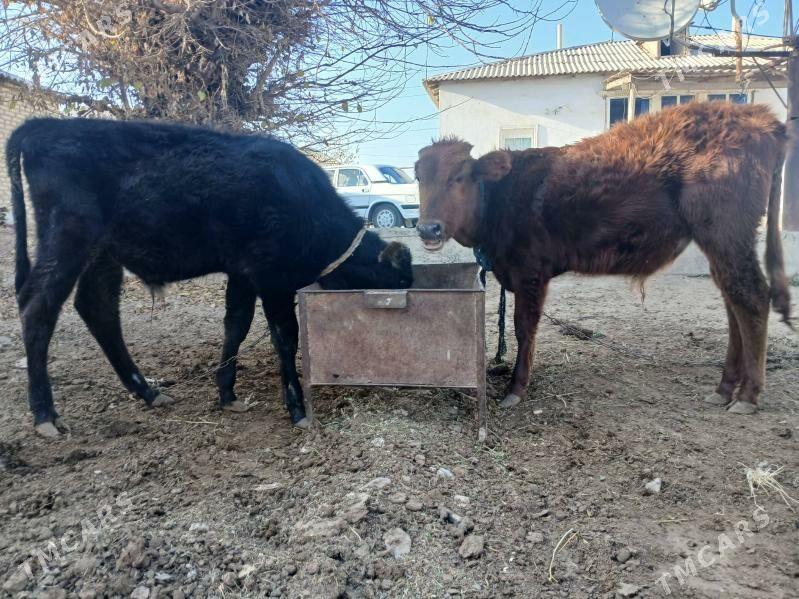 okuzce - Mary - img 3