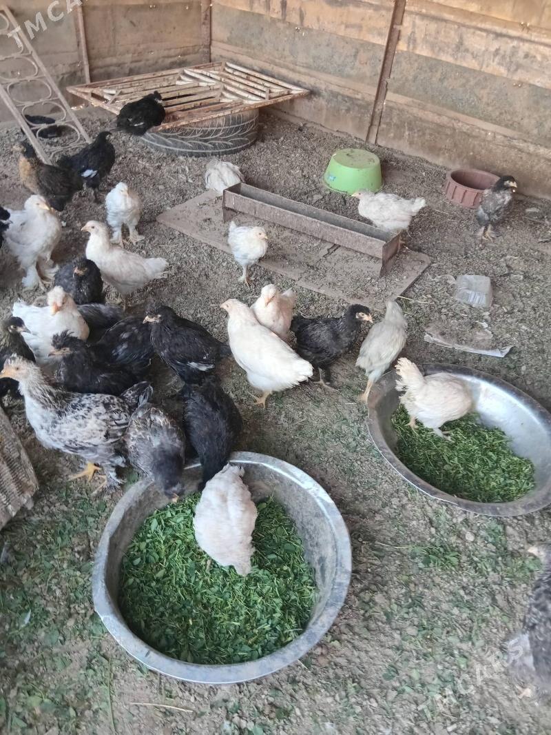 brama gigant jujeler - Sakarçäge - img 3