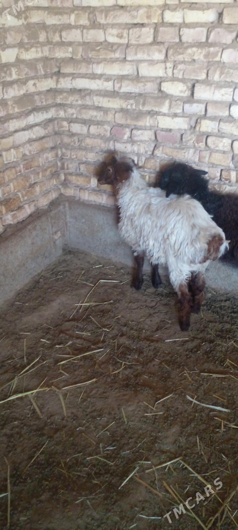 tokly - Tejen - img 2