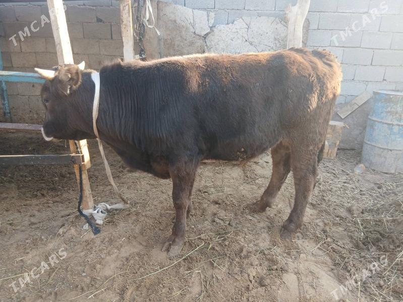 okuz - Çoganly - img 2