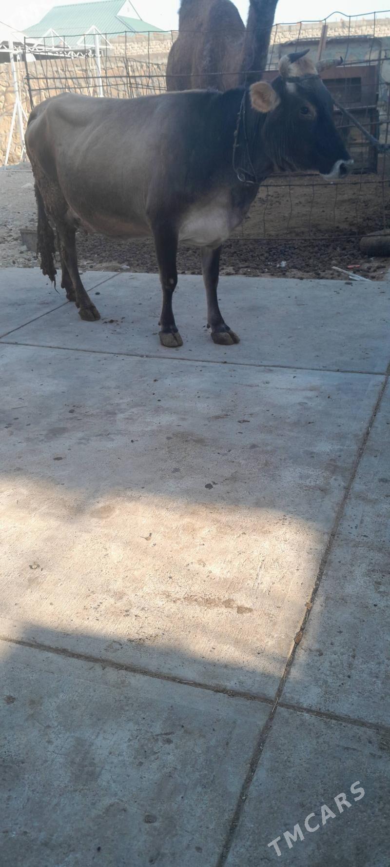 sygyr - Gyzylarbat - img 3