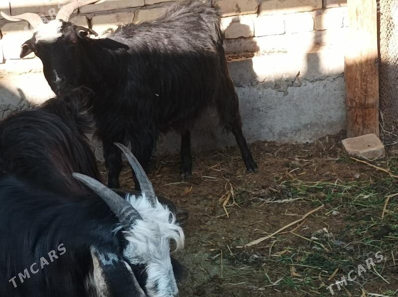 Geci serke - Дянев - img 5