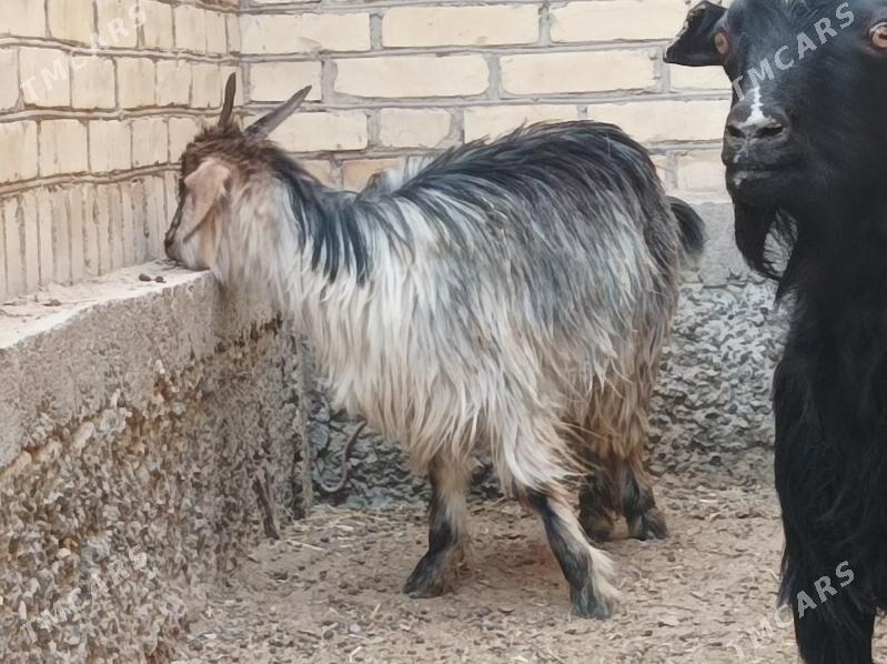 Geci serke - Дянев - img 7