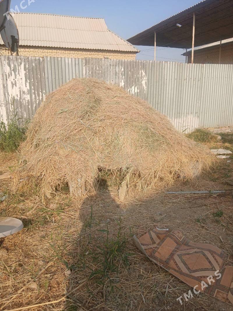 gury ot - Mary - img 2