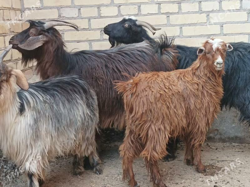 Geci serke - Дянев - img 6