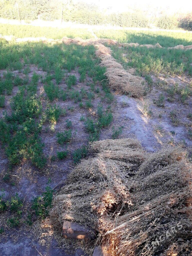 ýorunja oty - Türkmenabat - img 3