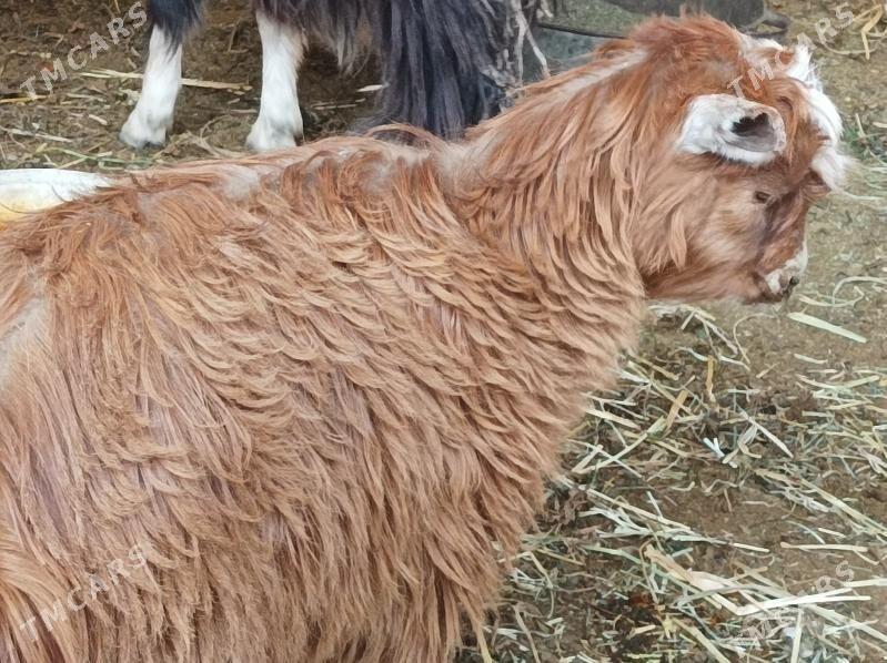 Geci serke - Дянев - img 3