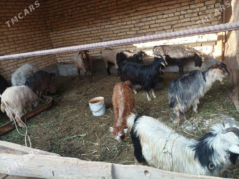 Geci serke - Дянев - img 9