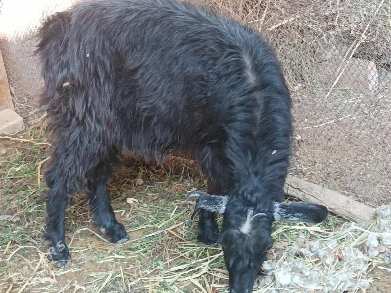 Geci serke - Дянев - img 4