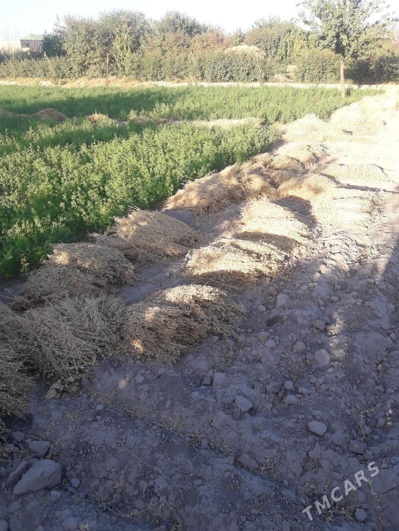 ýorunja oty - Türkmenabat - img 2