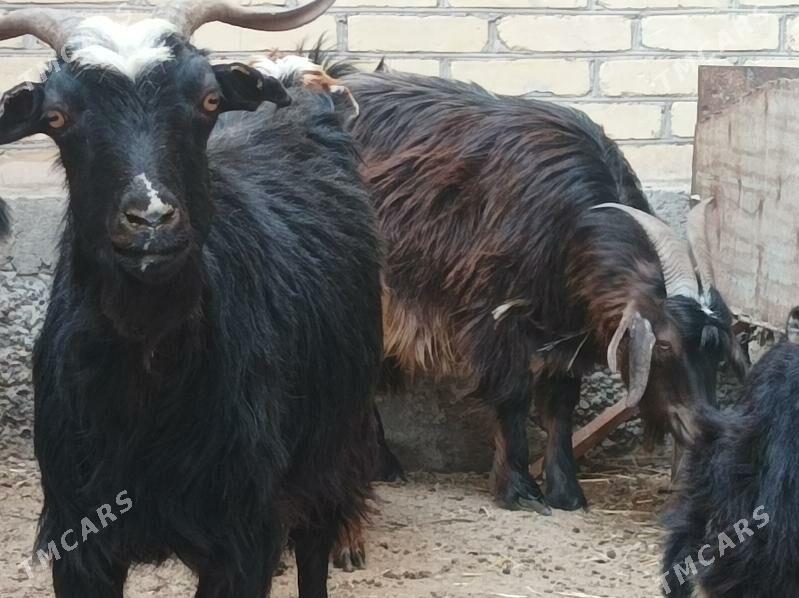 Geci serke - Дянев - img 10