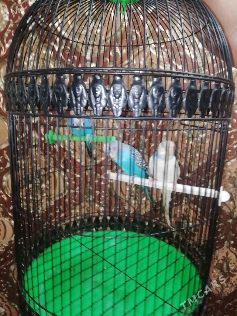 Попугаи с клеткой - Mary - img 2