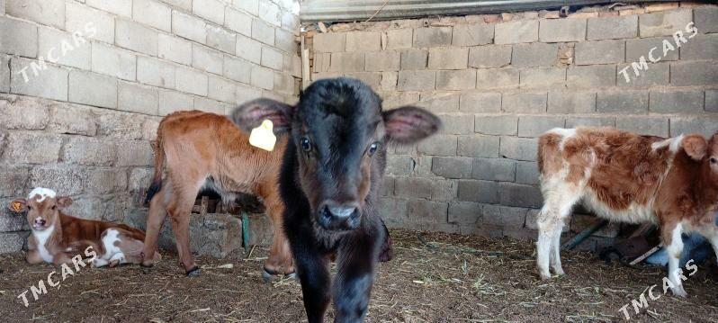 Öküz Göle Öküzçe - Aşgabat - img 2