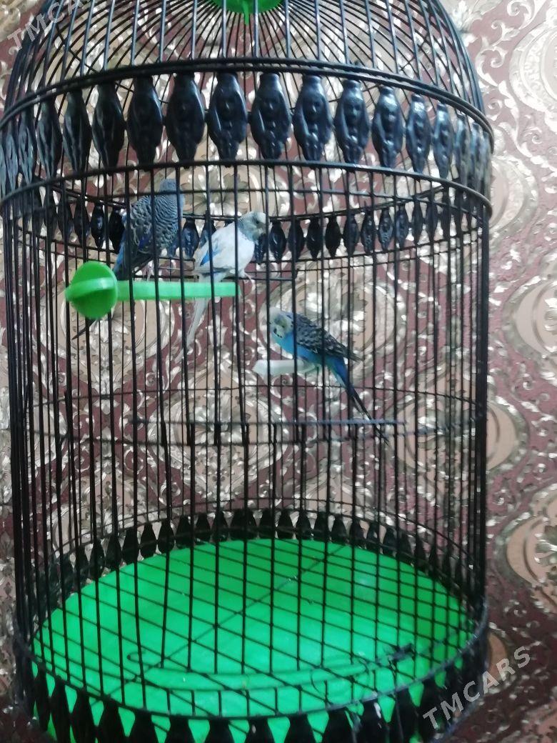 Попугаи с клеткой - Mary - img 4
