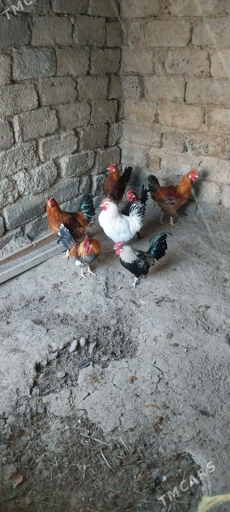 Horoz - Ашхабад - img 3