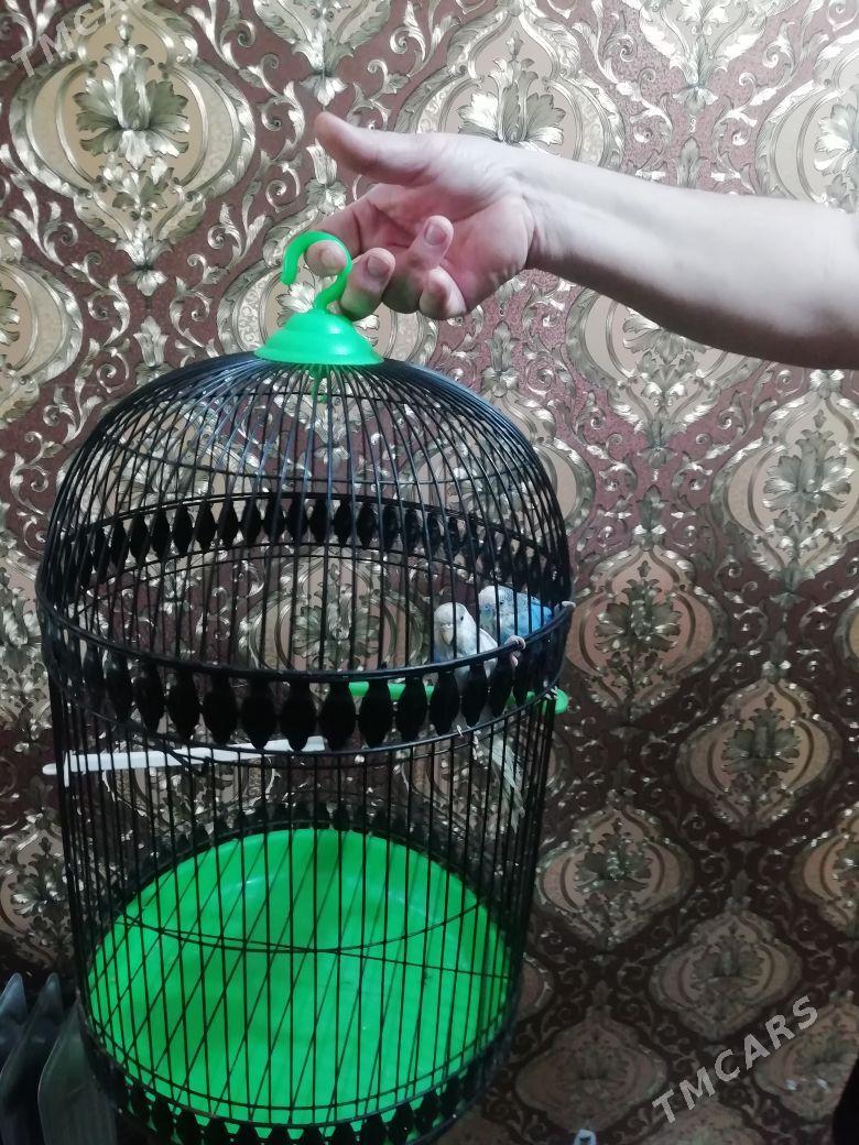Попугаи с клеткой - Mary - img 7