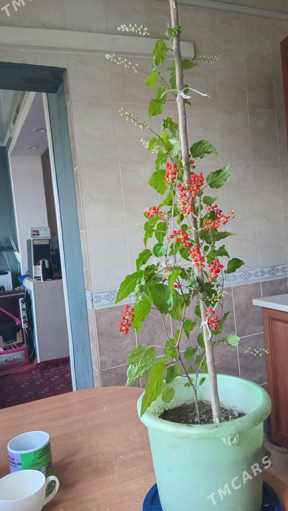 riwina - Туркменабат - img 2