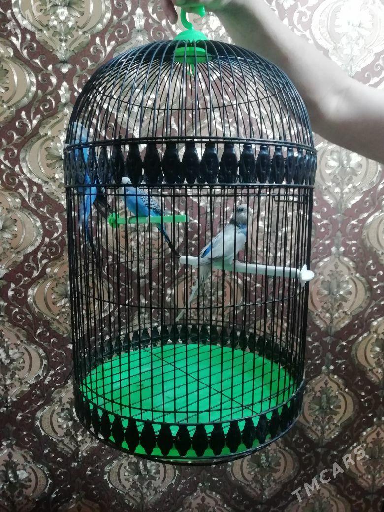 Попугаи с клеткой - Mary - img 6