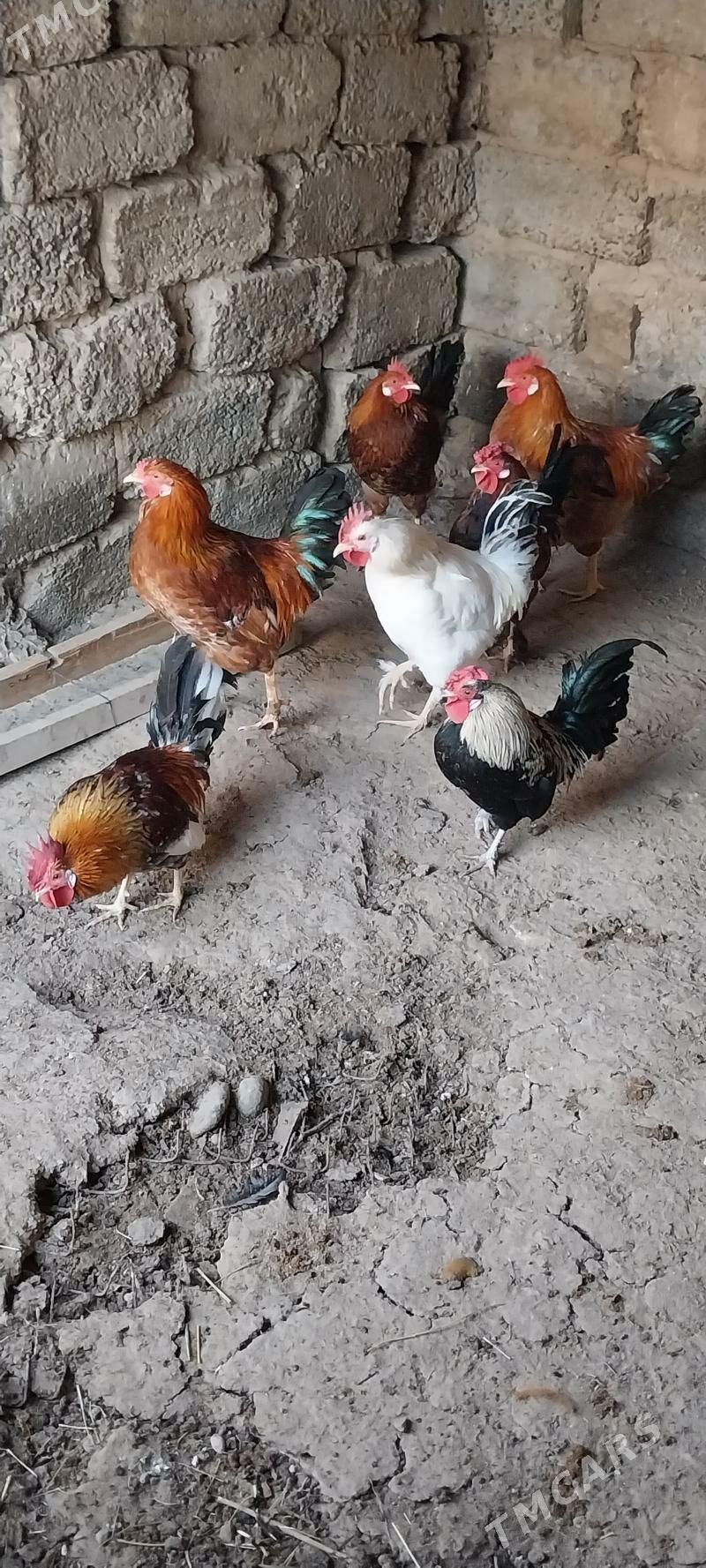 Horoz - Ашхабад - img 4