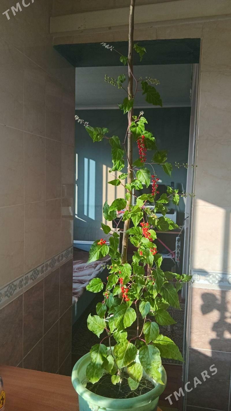 riwina - Туркменабат - img 4