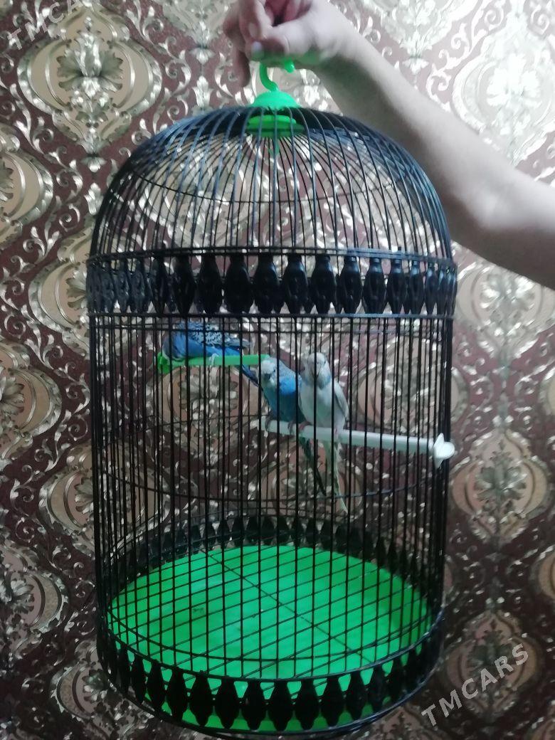 Попугаи с клеткой - Mary - img 3