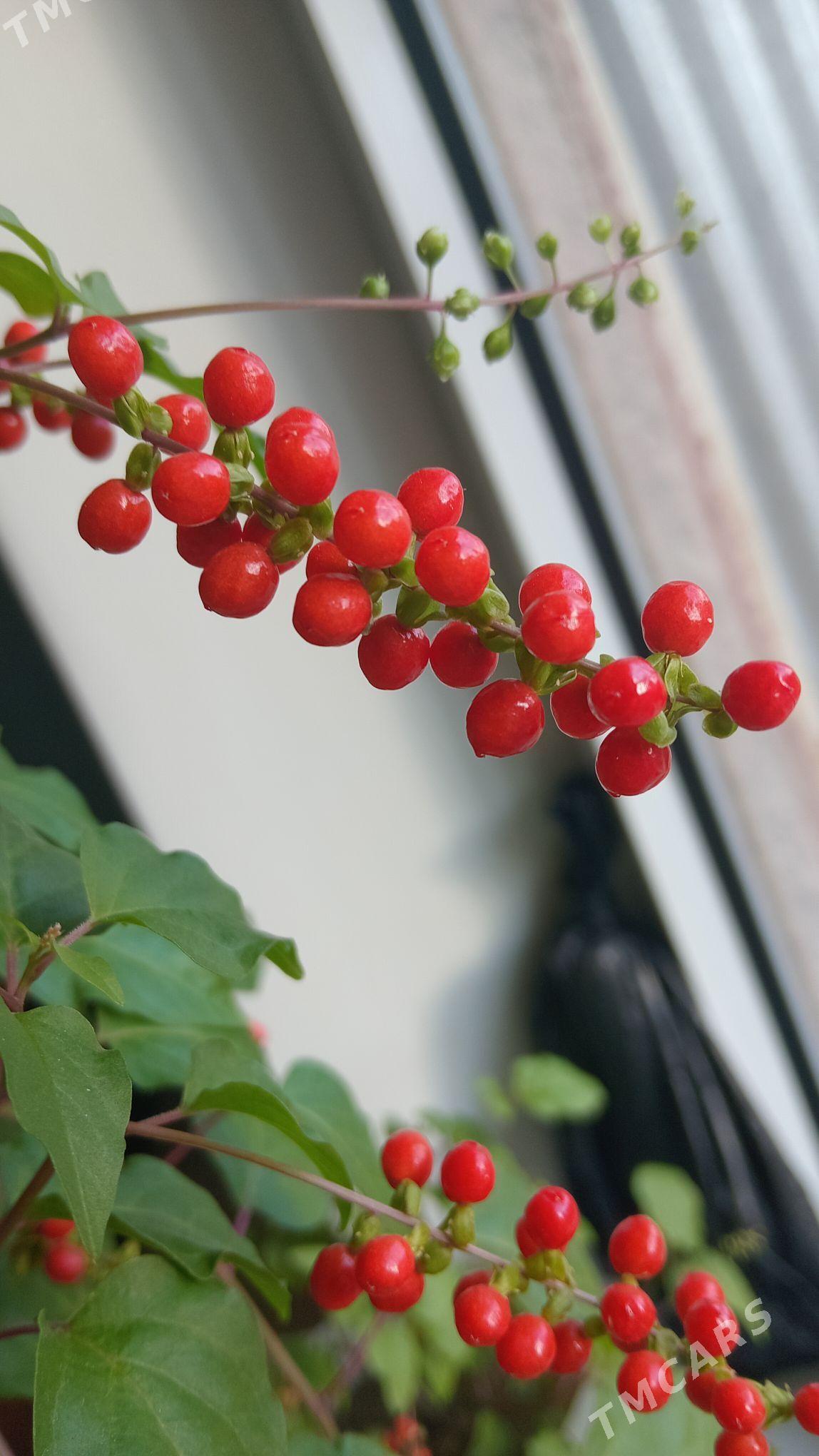 riwina - Туркменабат - img 3