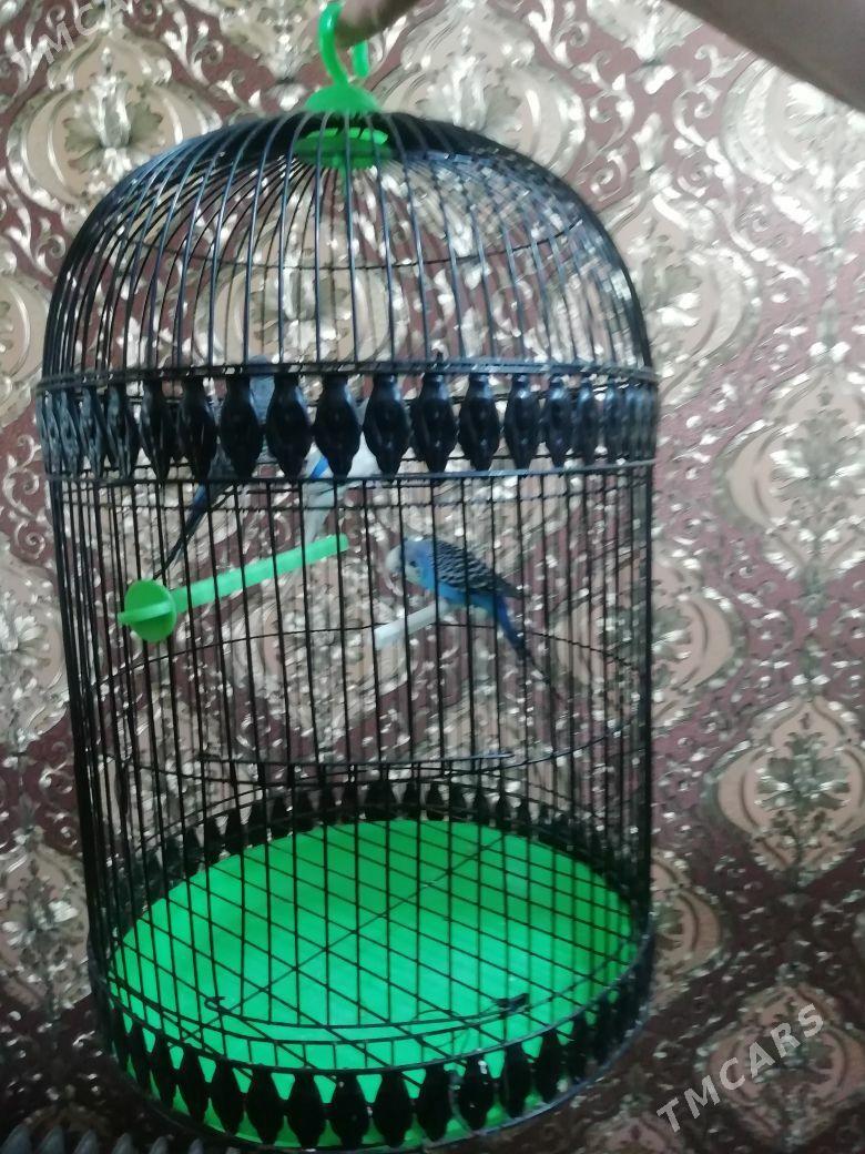 Попугаи с клеткой - Mary - img 5