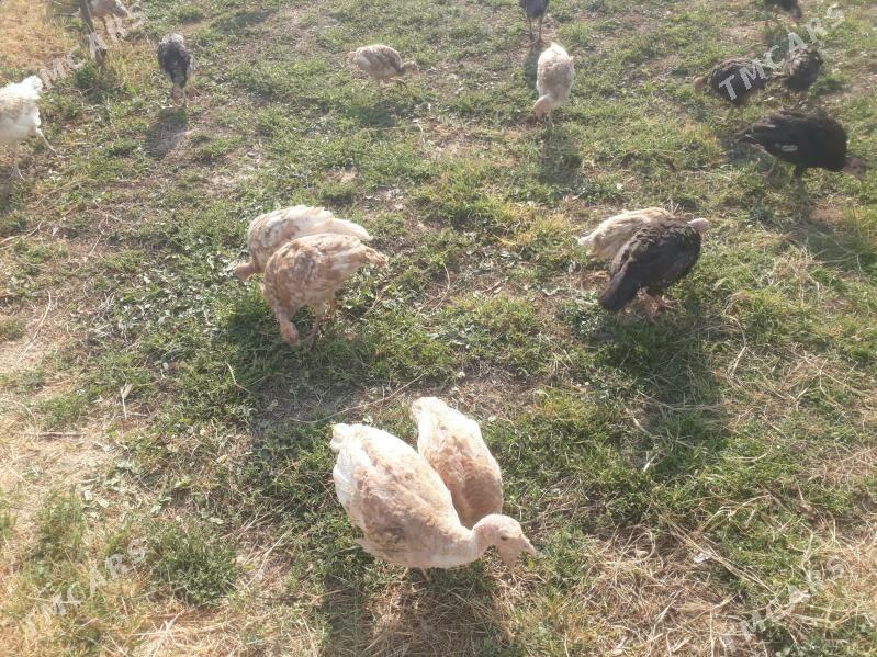 induk jùyje - Туркменгала - img 5