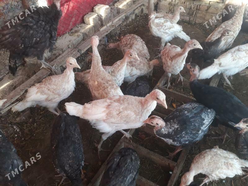 induk jùyje - Туркменгала - img 2