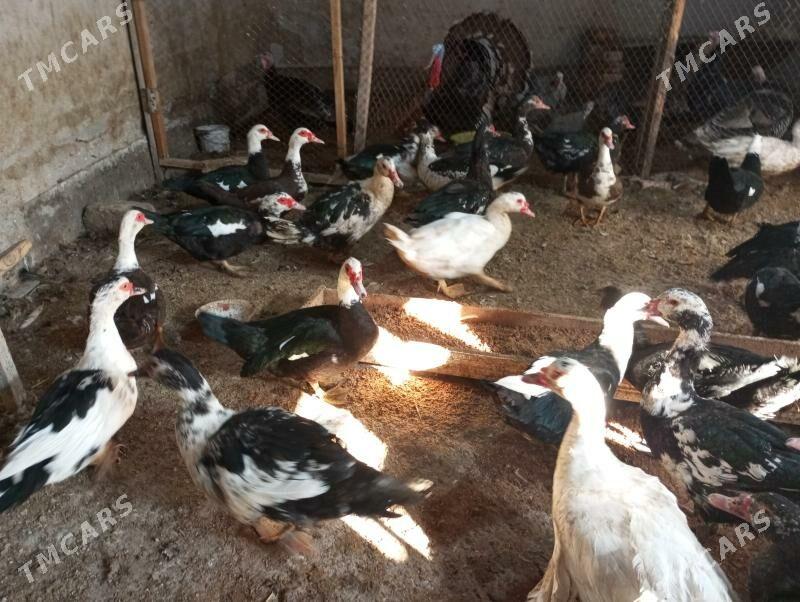 ордеклер - Туркменабат - img 2