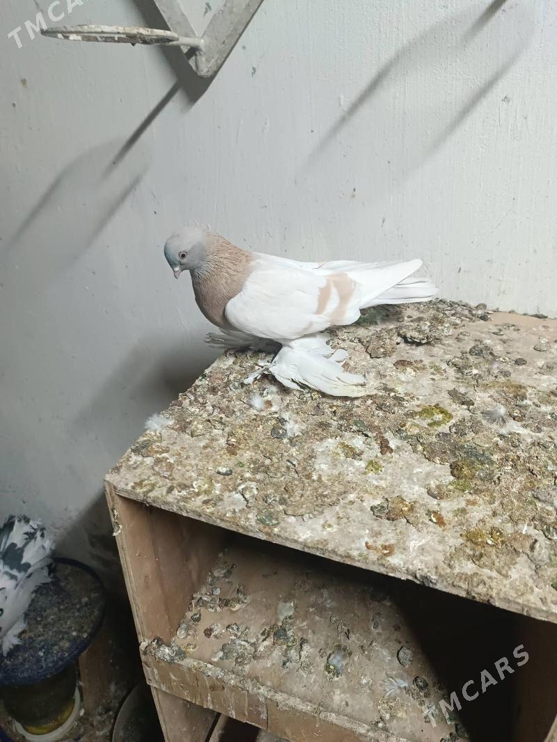 Kepderi - Mary - img 2