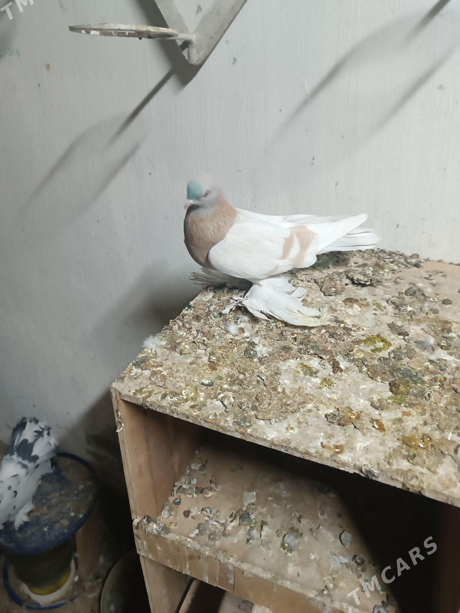 Kepderi - Mary - img 3