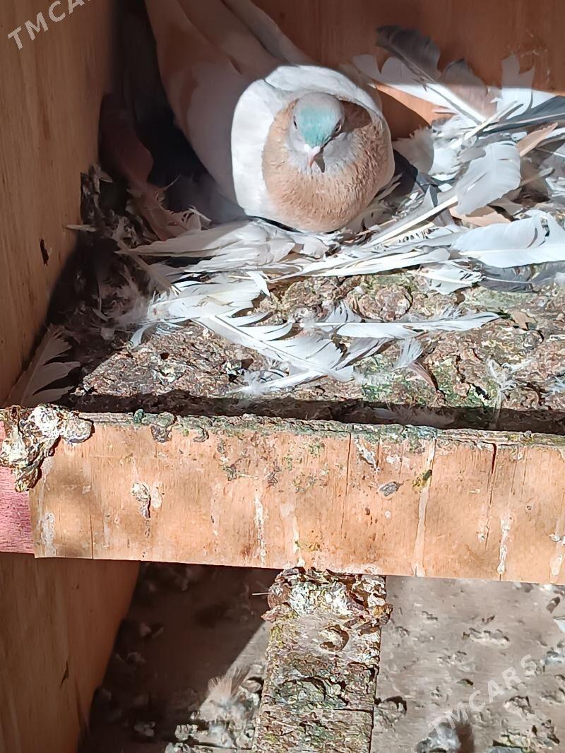 Kepderi - Mary - img 4