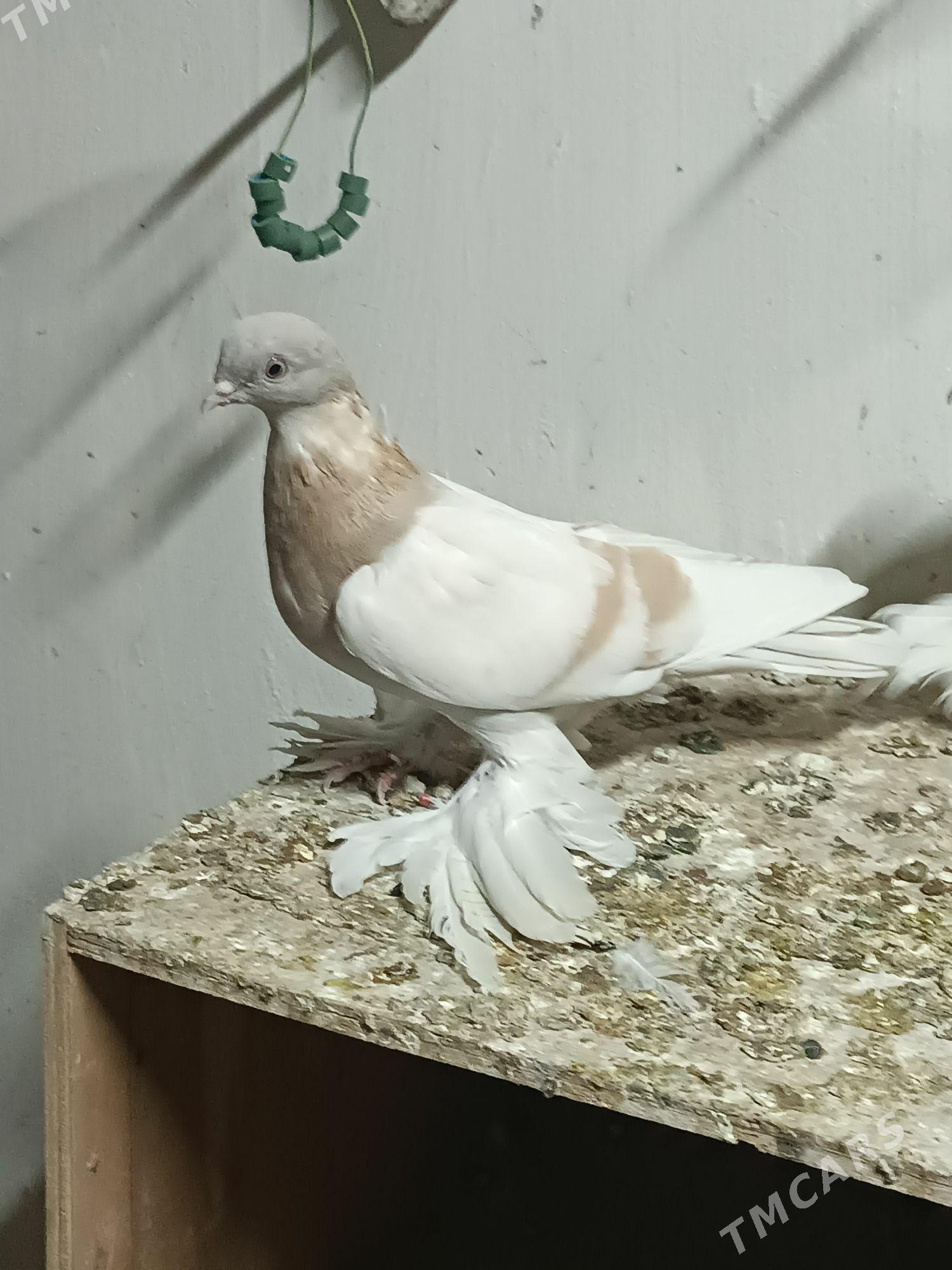 Kepderi - Mary - img 1