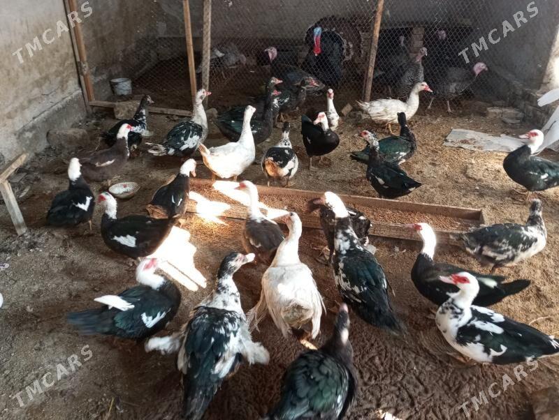 ордеклер - Туркменабат - img 4