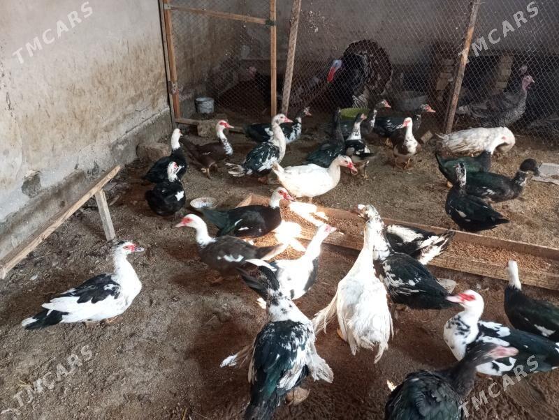 ордеклер - Туркменабат - img 3