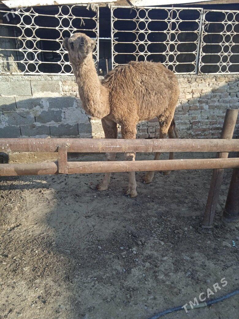 torum - Гызыларбат - img 4