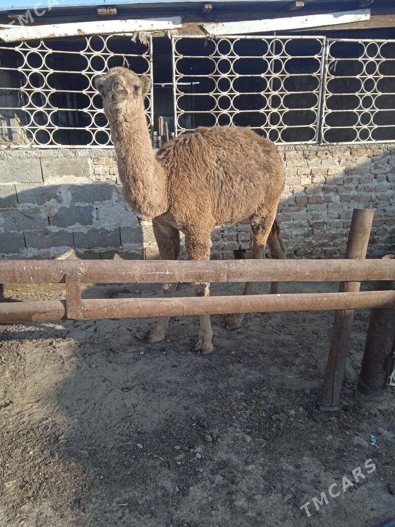 torum - Гызыларбат - img 2