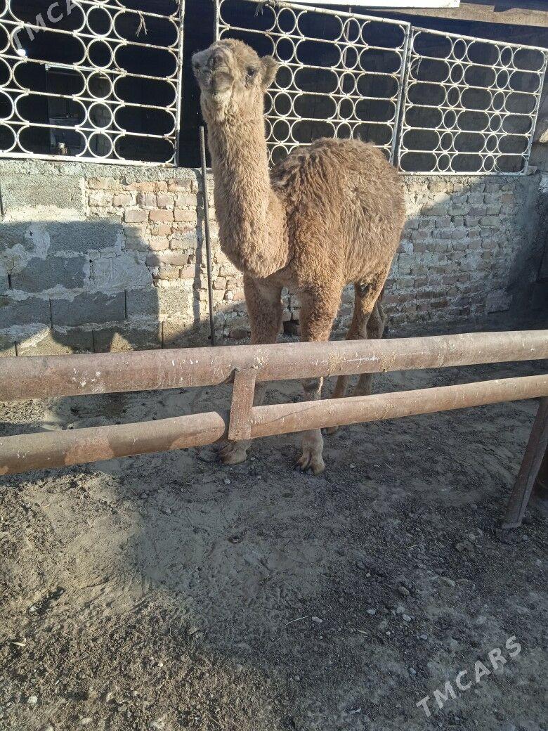 torum - Гызыларбат - img 3